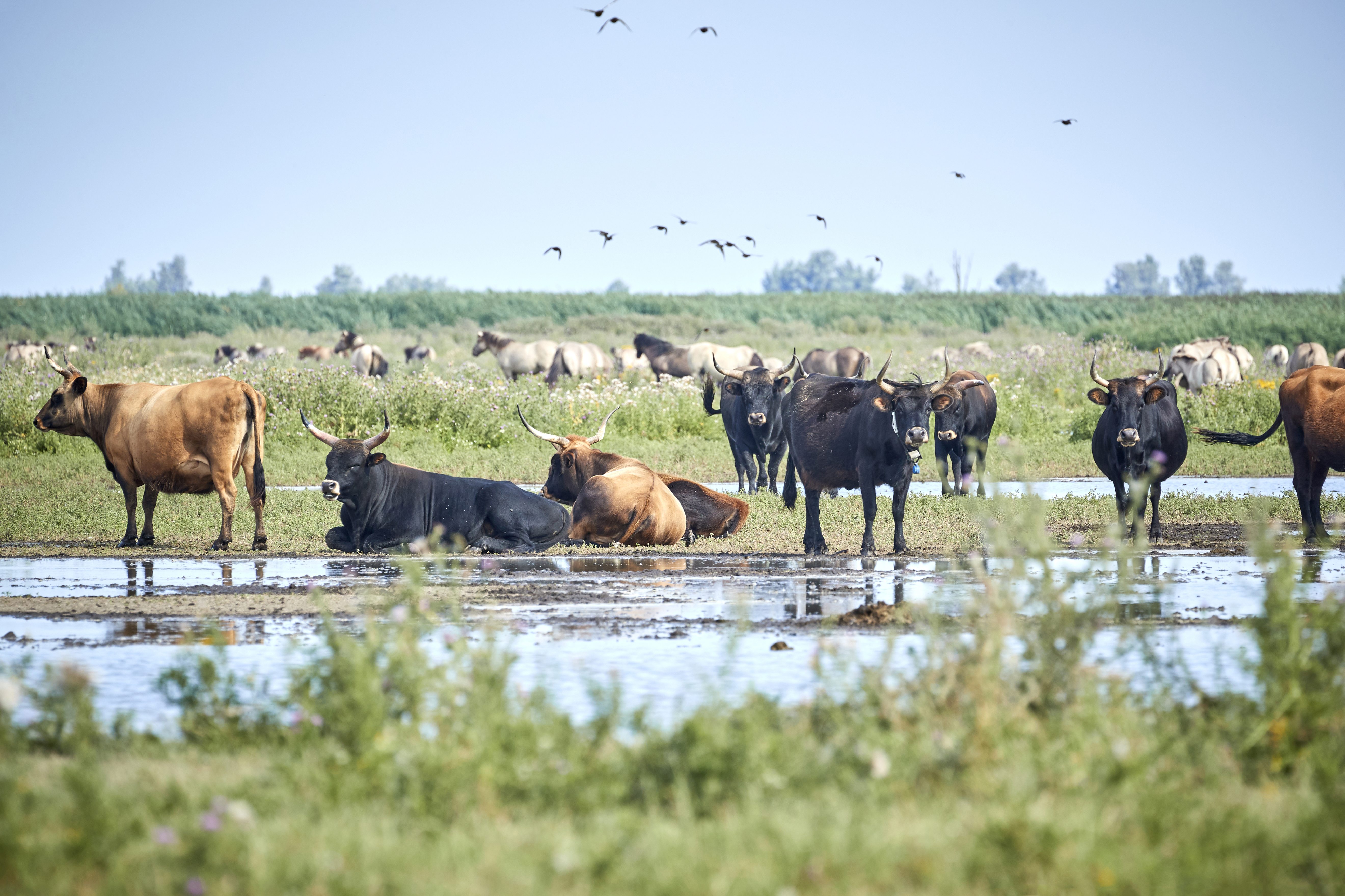 Nieuw Land Oosvaardersplassen
