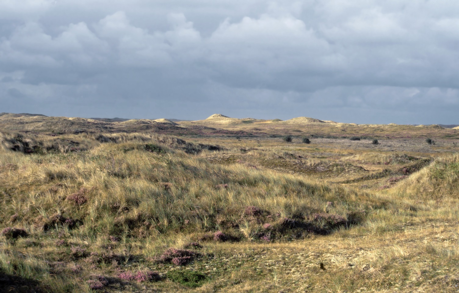 NP Duinen van Texel