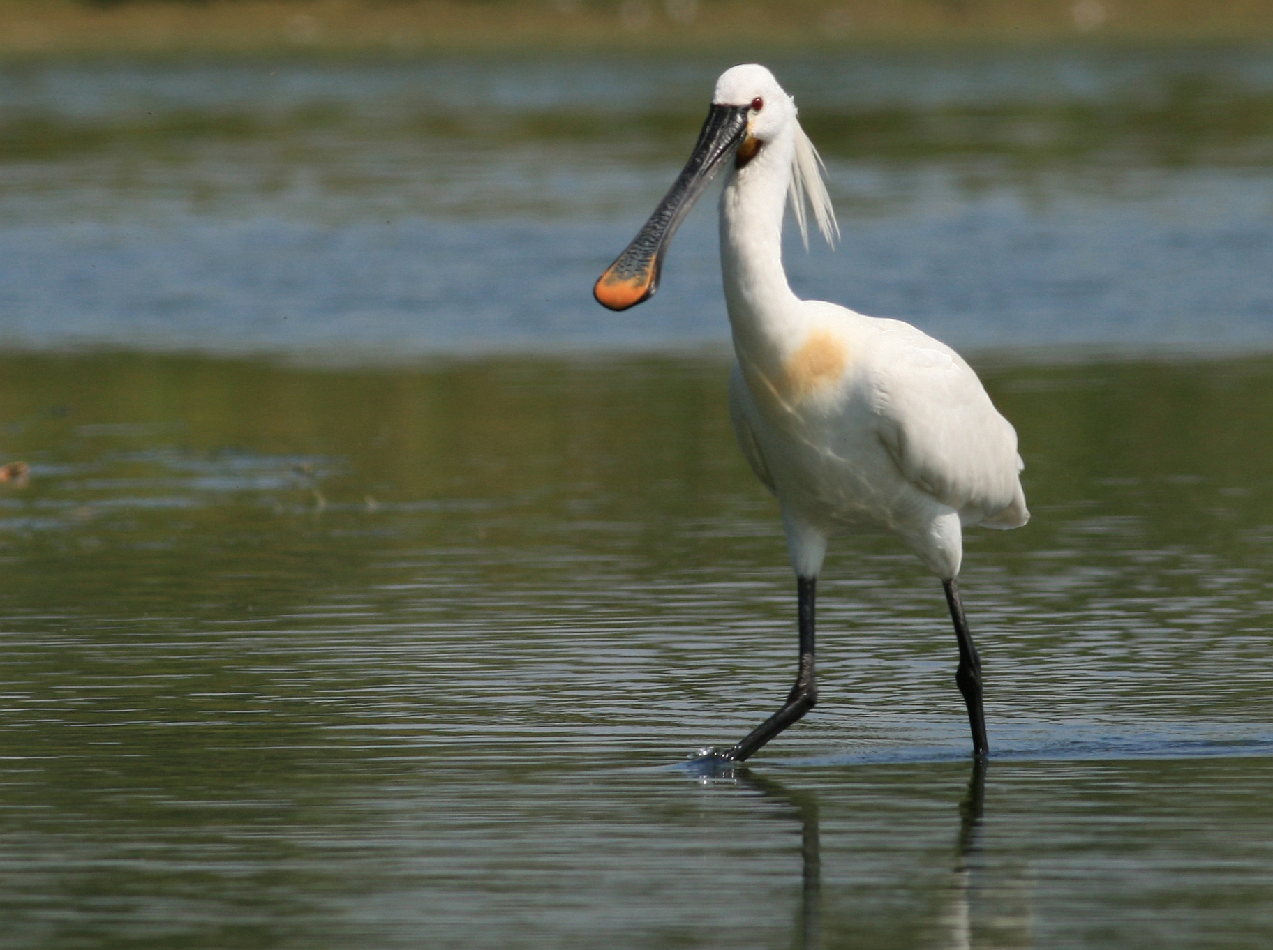 Lepelaar in Nationaal Park Oosterschelde