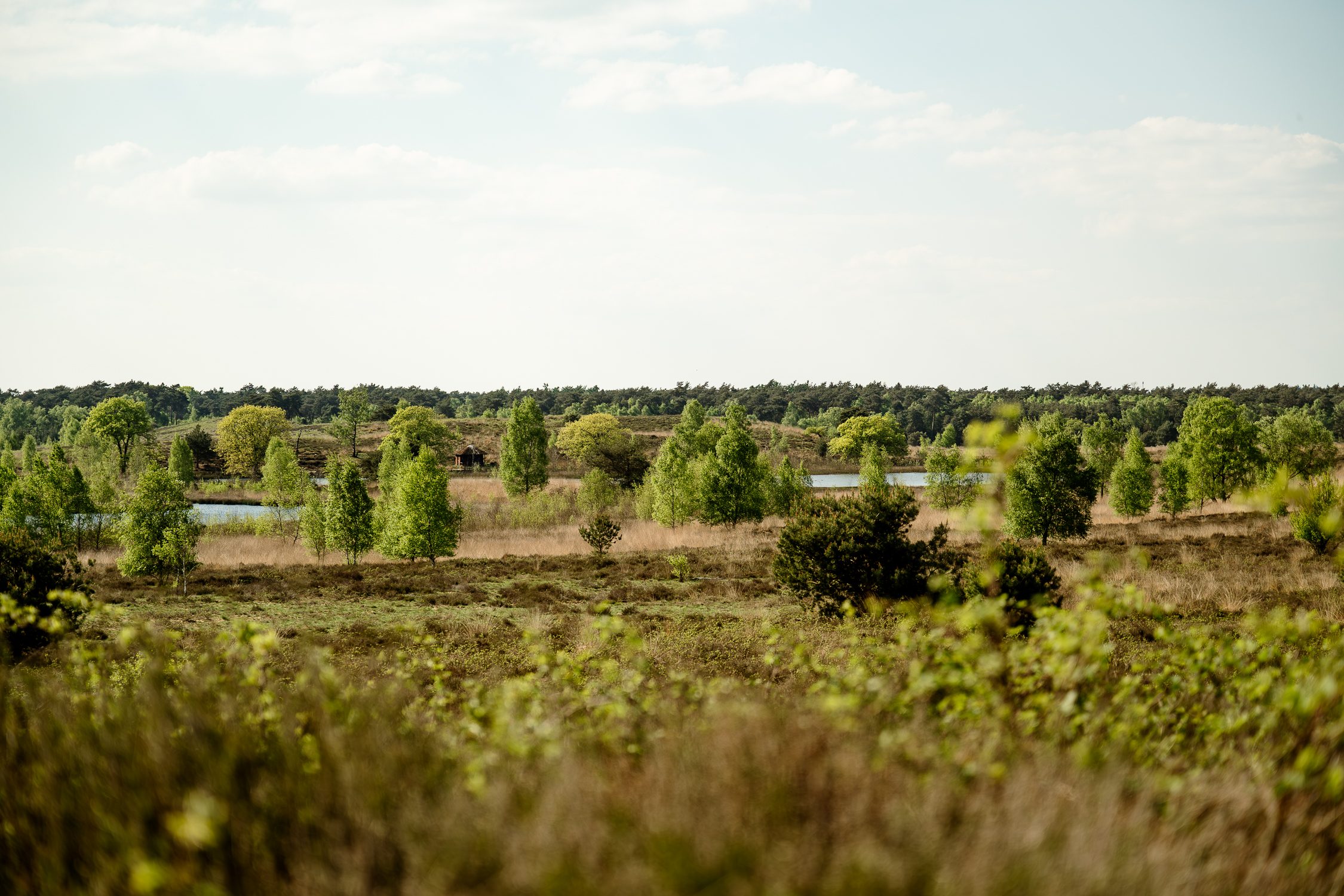 Nationalpark De Maasduinen
