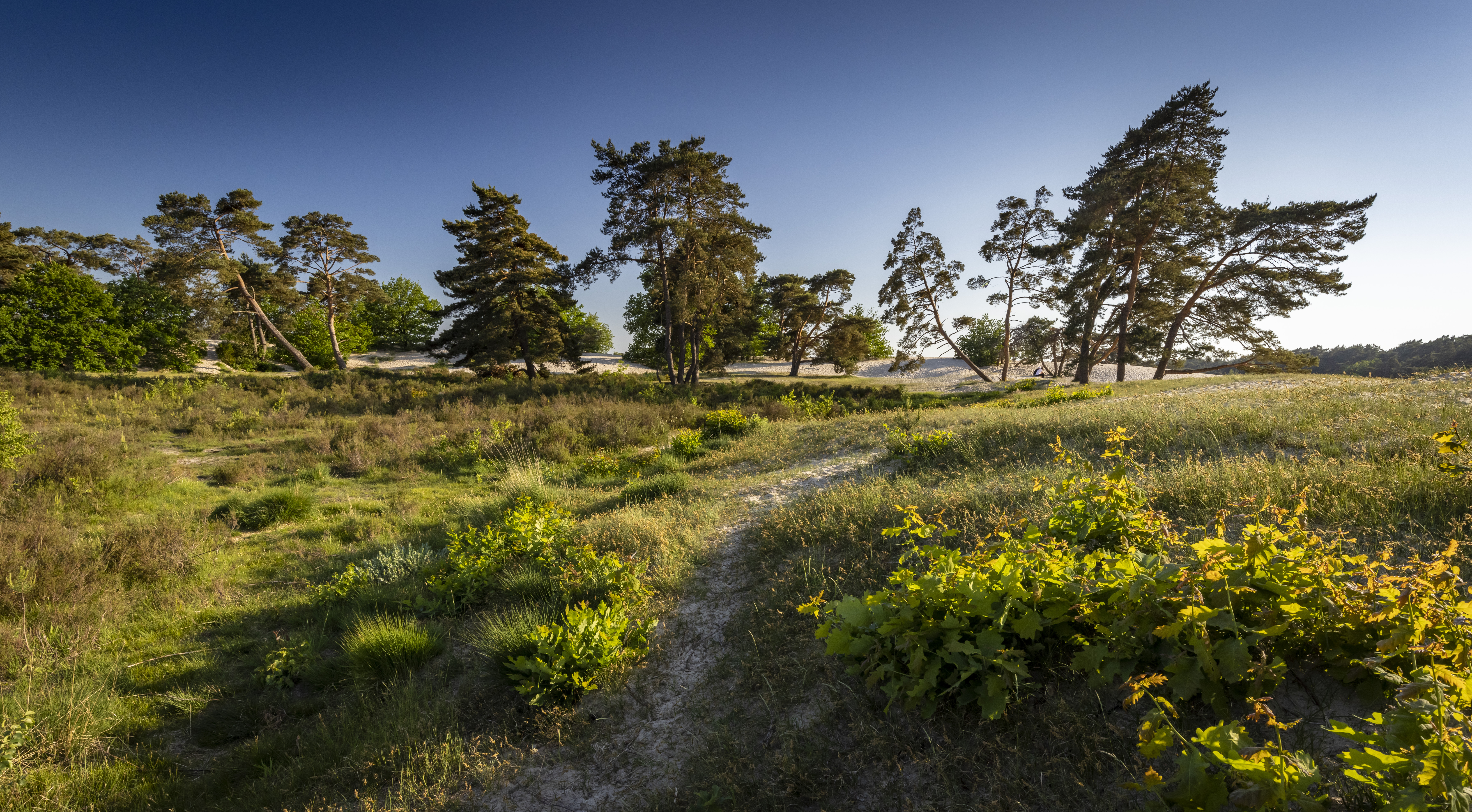 Nationalpark Utrechtse Heuvelrug