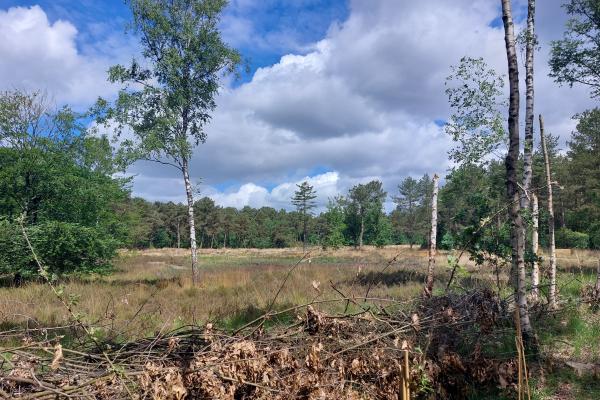 NP Kalmthoutse Heide