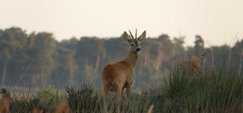 Reebok op de Kalmthoutse Heide
