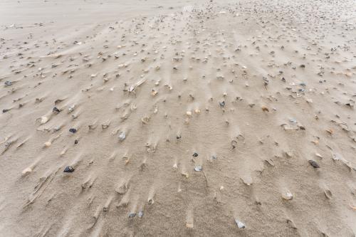 Zand met schelpen in Nationaal Park Schiermonnikoog