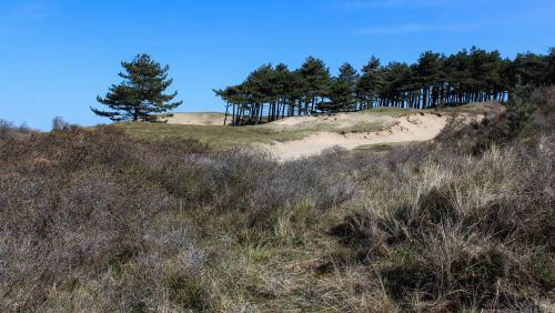 Nationaal Park Zuid-Kennemerland - Duinpieperlandjes