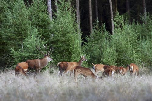 Nationaal Park Veluwezoom - Edelherten