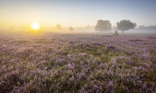 Nationaal Park Utrechtse Heuvelrug - Leersumseveld