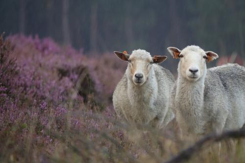 schapen in de heide